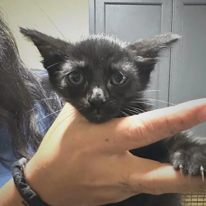 A baby small-sized female Black Domestic Short Hair cat named Toothy for adoption in Deerfield, IL