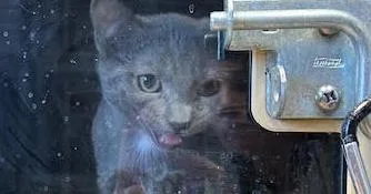 A young small-sized female Gray / Blue / Silver Domestic Short Hair cat named Piper for adoption in Anoka, MN