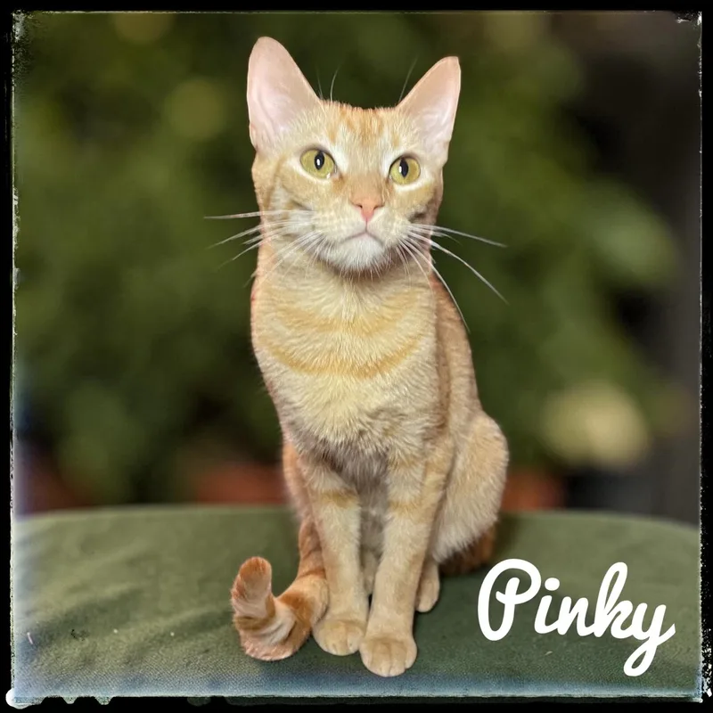Pinky