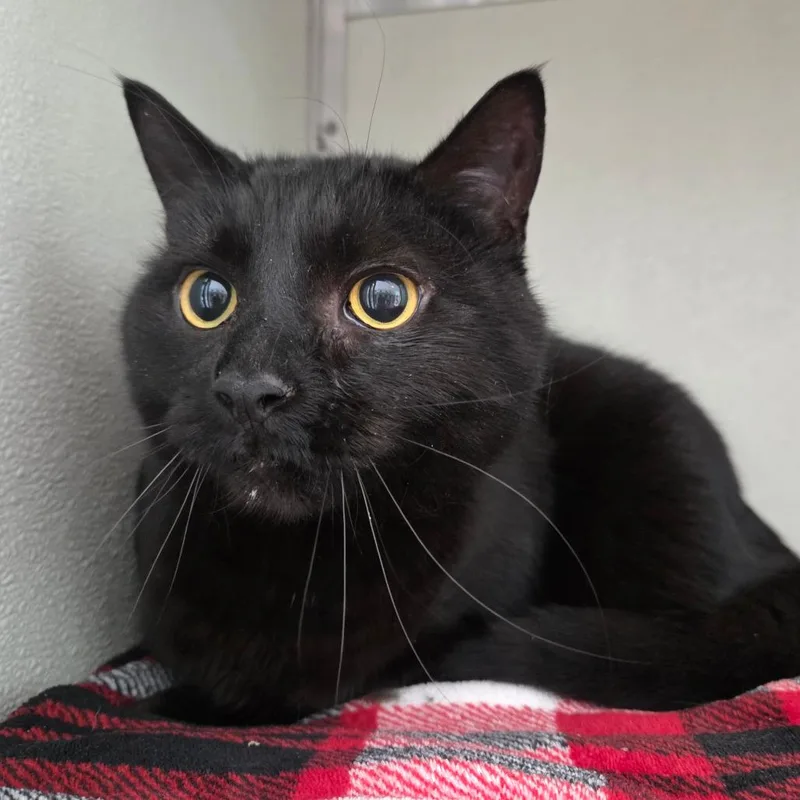 An adult extra large-sized male Black Domestic Short Hair cat named Biggs for adoption in Chattanooga, TN