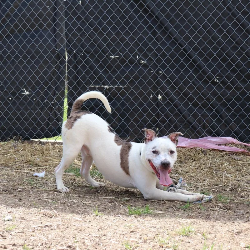A young medium-sized male White / Cream Pit Bull Terrier dog named Robbie for adoption in Springfield, IL
