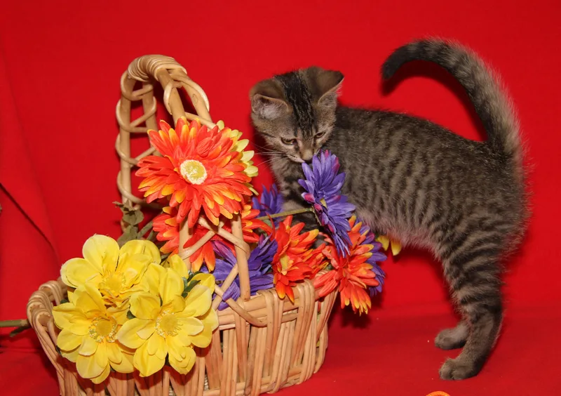 A baby medium-sized male Tabby (Brown / Chocolate) Tabby cat named Chickadee for adoption in Marietta, OH
