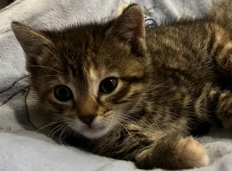 A baby small-sized female Domestic Short Hair cat named Lola for adoption in Saint Clairsville, OH