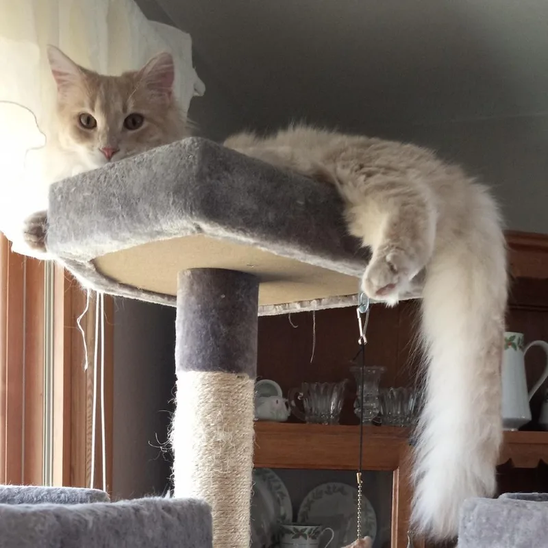 An adult small-sized male Buff / Tan / Fawn Domestic Medium Hair cat named Gypsy C for adoption in Princeton, MN