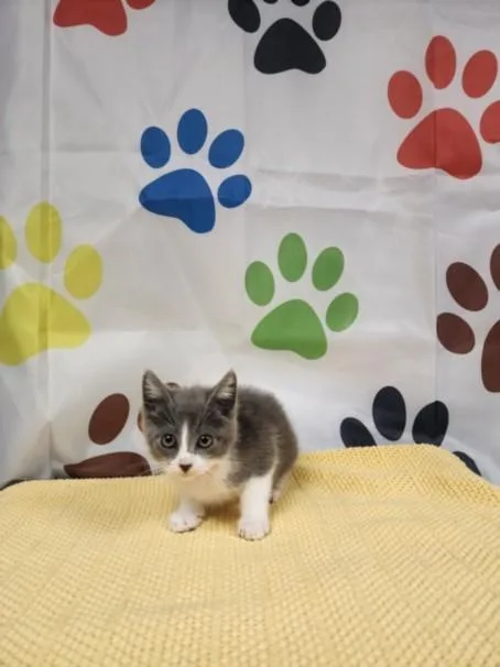 A baby small-sized male Domestic Short Hair cat named Sigma for adoption in Chatsworth, CA