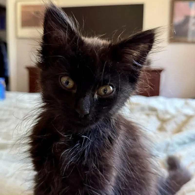 A baby medium-sized female Black Domestic Long Hair cat named Shadow for adoption in Grass Valley, CA