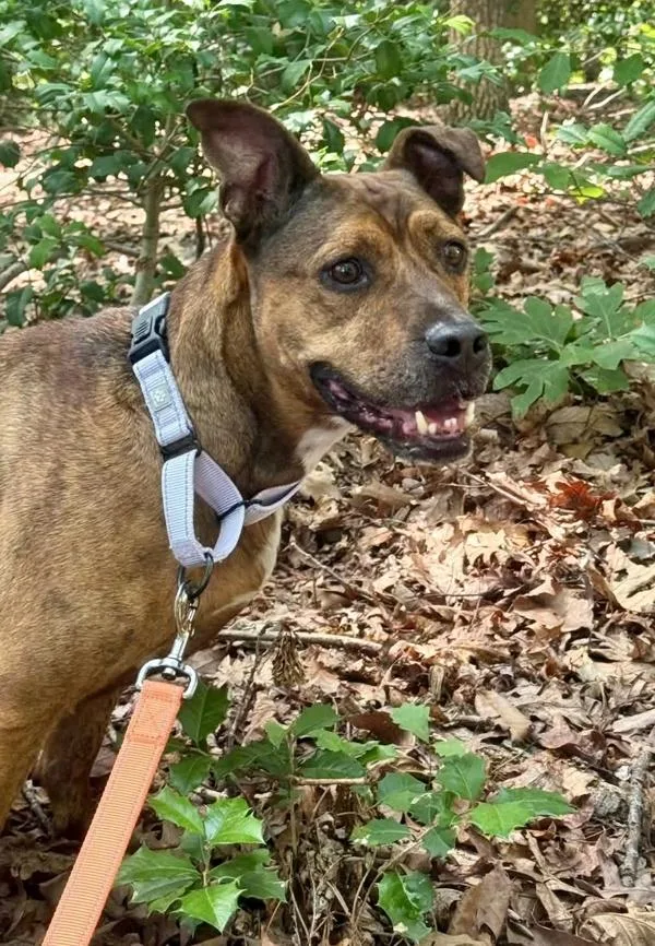 An adult medium-sized male Pit Bull Terrier dog named Willie for adoption in Millersville, MD