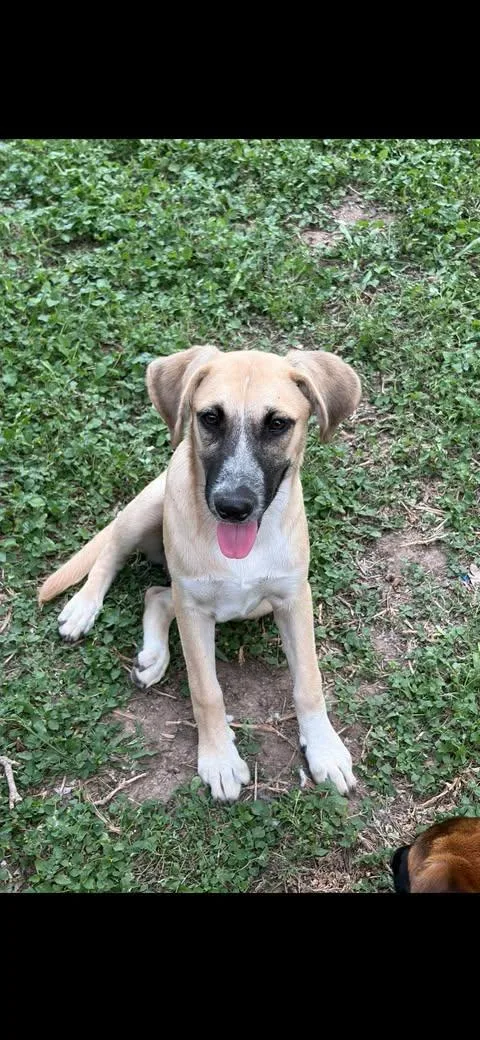A baby medium-sized male Apricot / Beige Beagle dog named Monday for adoption in Vernon, CT