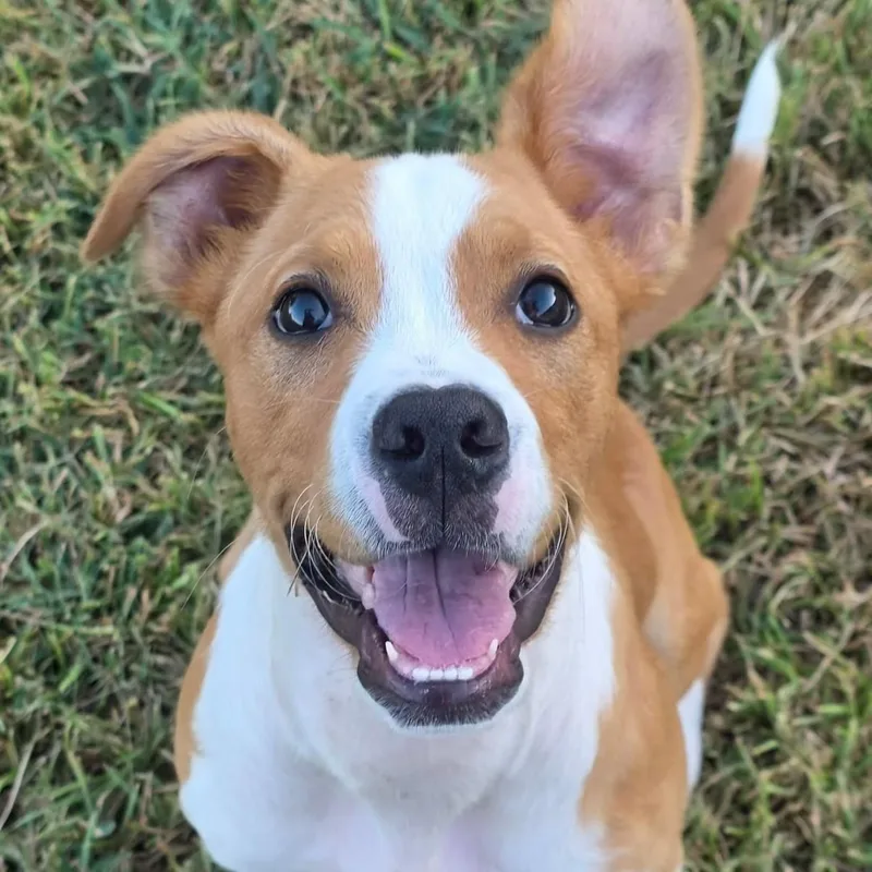 Kona