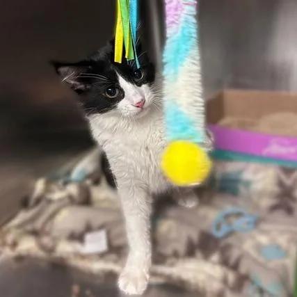 A young medium-sized male Black Domestic Medium Hair cat named John Dough for adoption in Davenport, IA