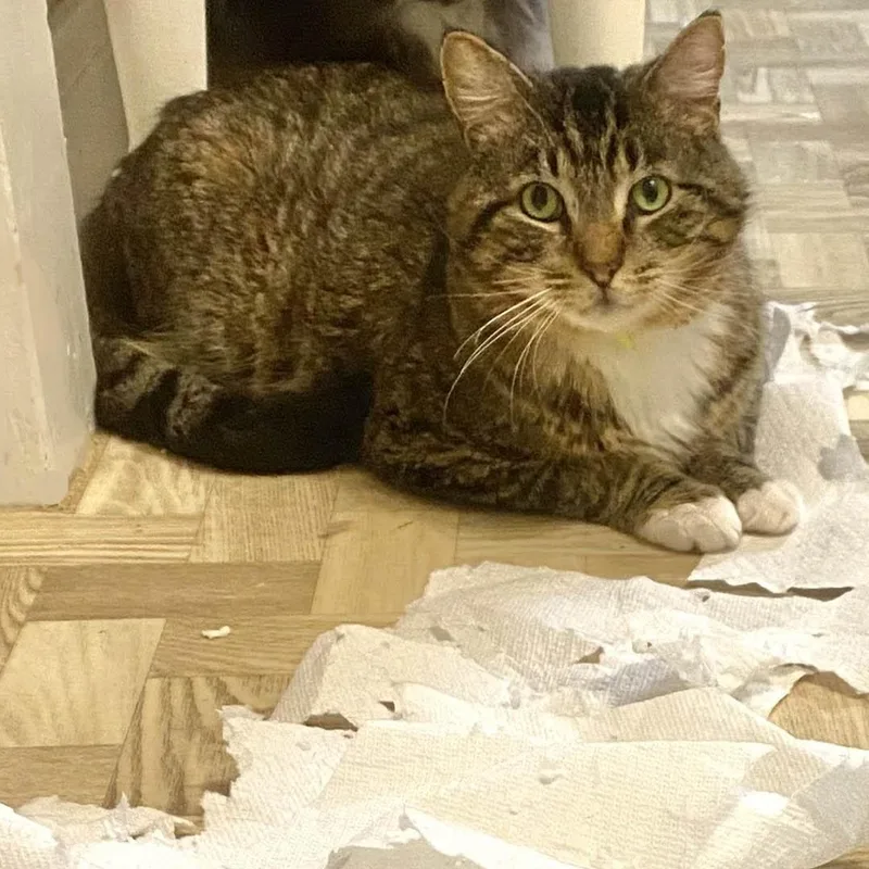 An adult medium-sized male Tabby (Brown / Chocolate) Domestic Short Hair cat named Wagner Three Legs for adoption in Mansfield, OH
