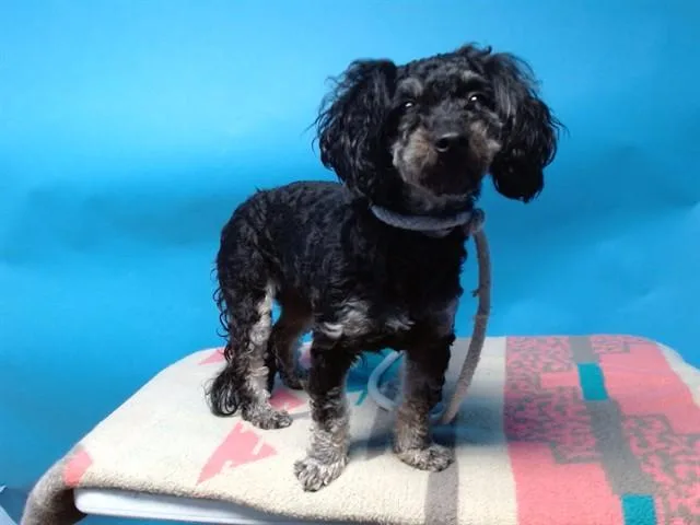 An adult small-sized female Maltese dog named Oreo for adoption in Gardena, CA