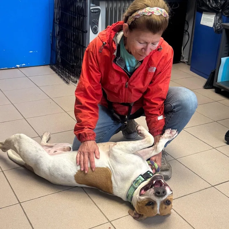 An adult medium-sized male White / Cream Pit Bull Terrier dog named Fatty for adoption in Philadelphia, PA