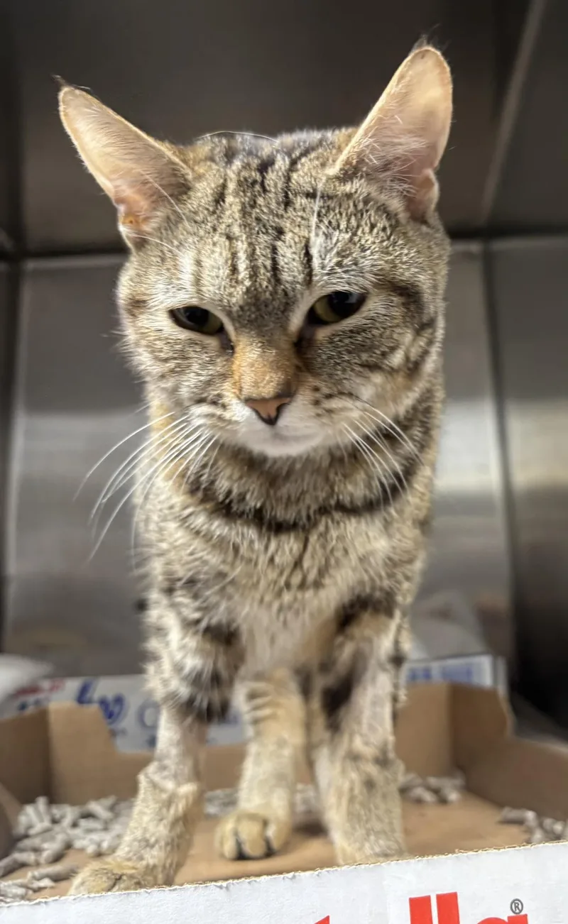 A young medium-sized female Torbie Domestic Short Hair cat named Ingrid for adoption in North Haven, CT