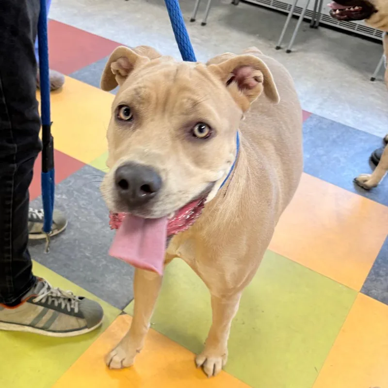 An adult medium-sized female Yellow / Tan / Blond / Fawn Mixed Breed dog named Mora for adoption in Philadelphia, PA