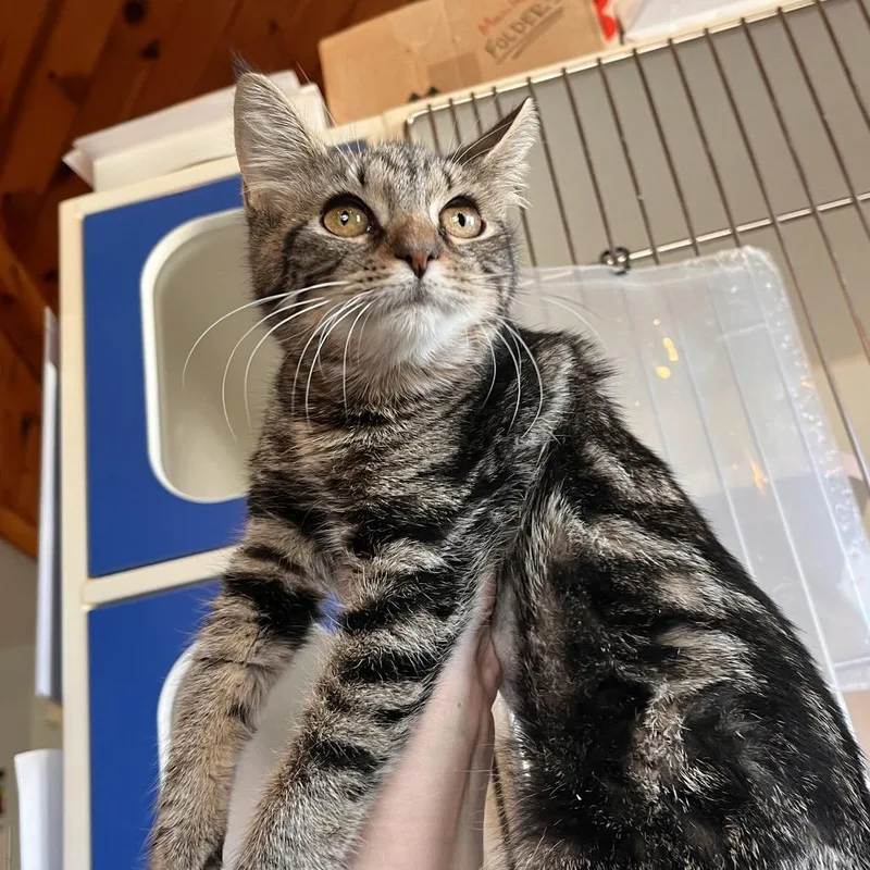 A baby small-sized female Brown / Chocolate Domestic Short Hair cat named Secret for adoption in Salisbury, MA