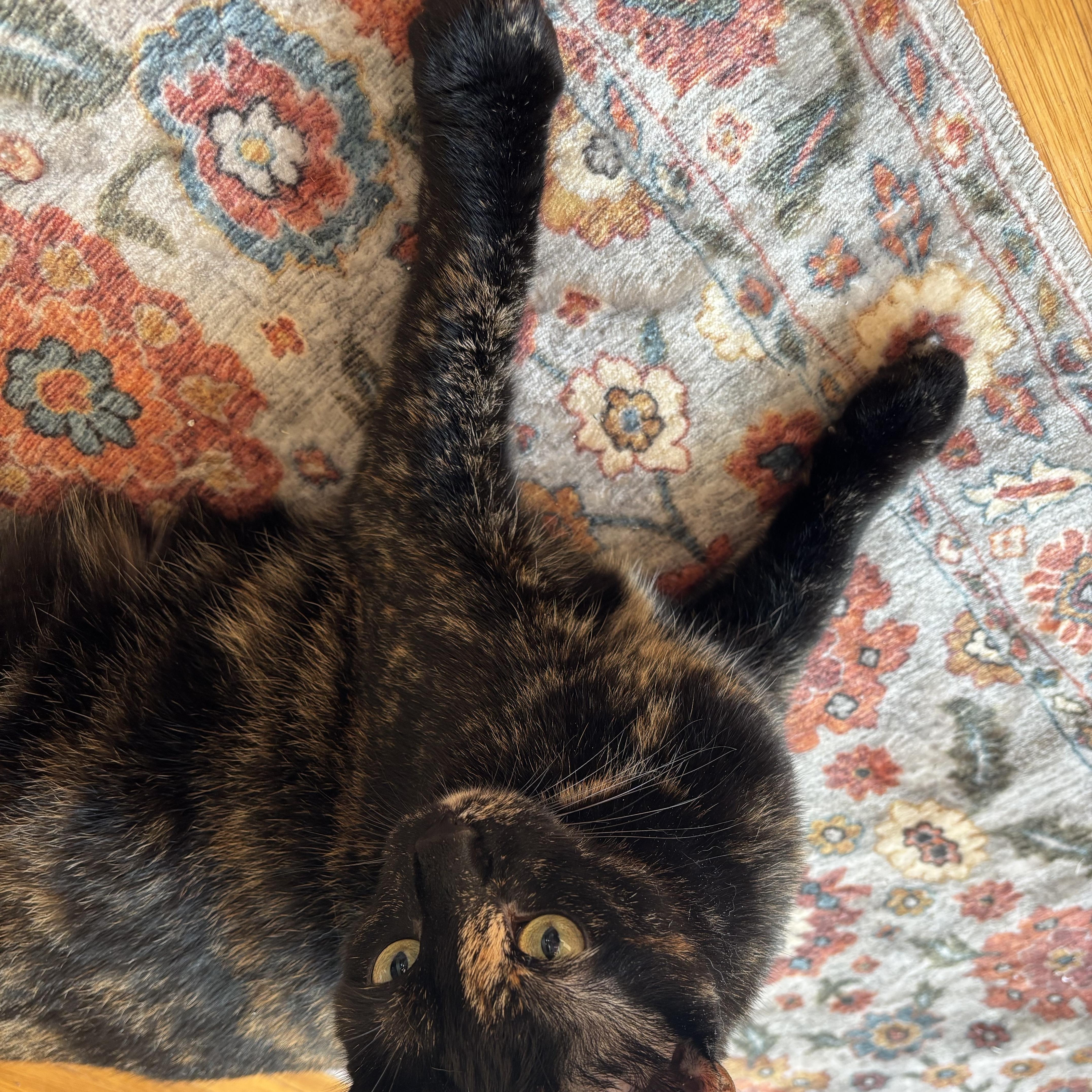 A young medium-sized female Tortoiseshell Domestic Short Hair cat named Daisy for adoption in Pompton Lakes, NJ