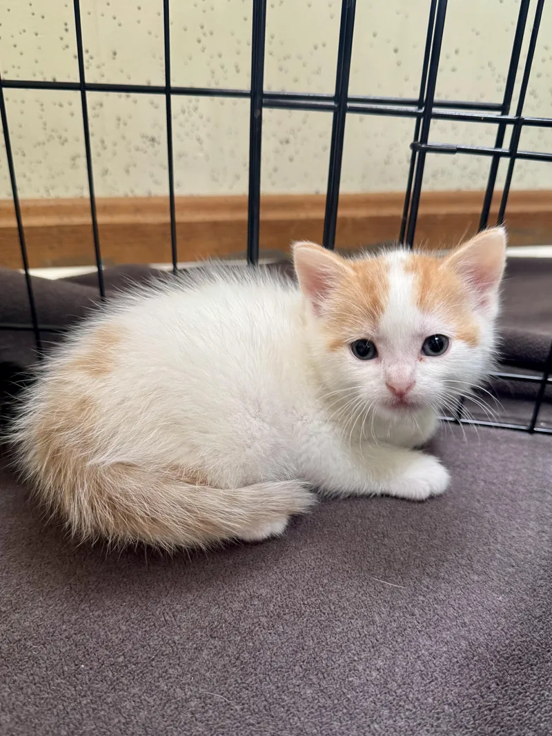 A baby medium-sized male Domestic Short Hair cat named Jeff for adoption in Hartland, MI
