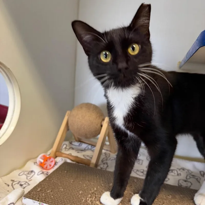 A young medium-sized female Domestic Short Hair cat named Olive for adoption in Clinton, IL