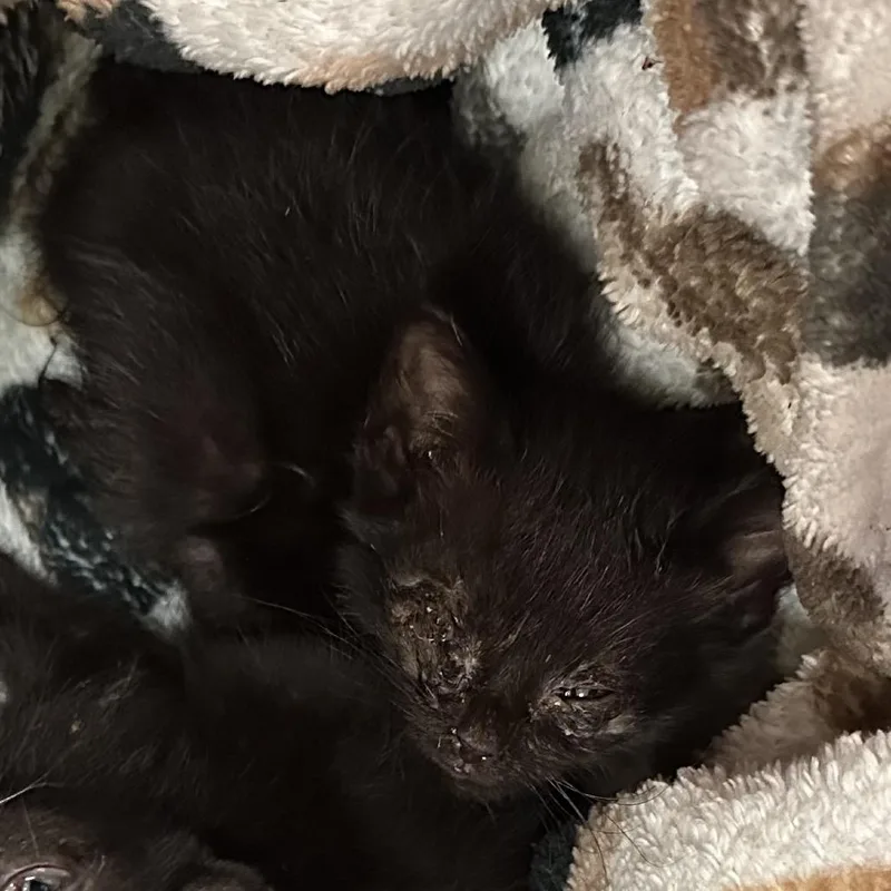 A baby small-sized female Black Domestic Short Hair cat named Bida for adoption in Lynchburg, VA