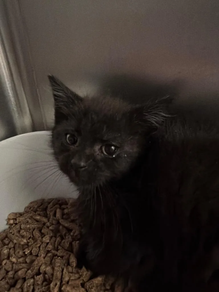A baby medium-sized male Domestic Short Hair cat named Pepper for adoption in Pomona, NY