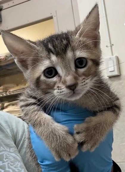 A baby small-sized female Domestic Short Hair cat named Honey for adoption in Honolulu, HI