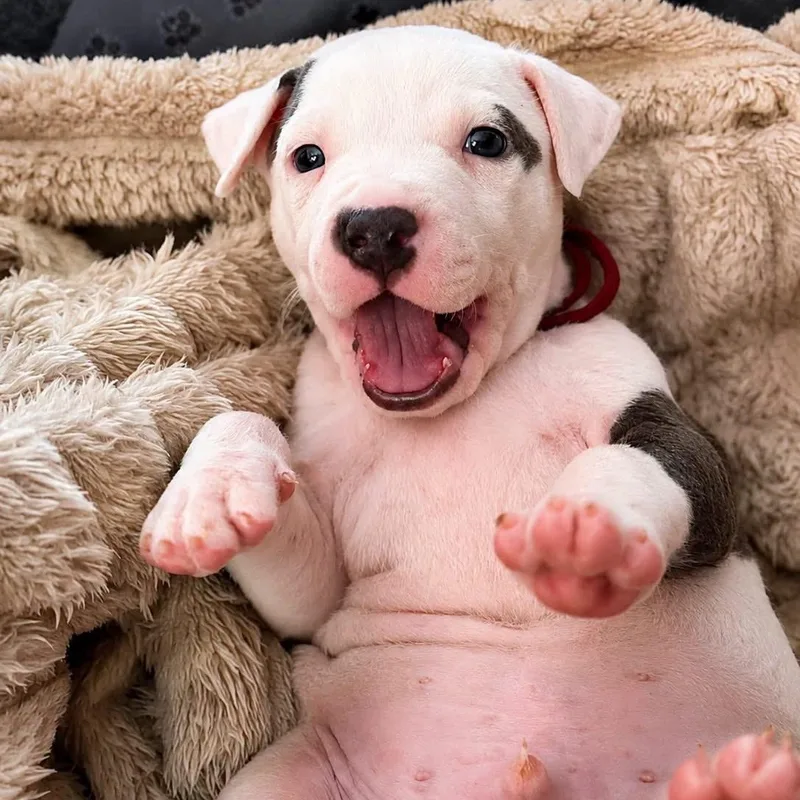 A baby large-sized male White / Cream Mixed Breed dog named Timothee Chalamutt for adoption in Cranston, RI