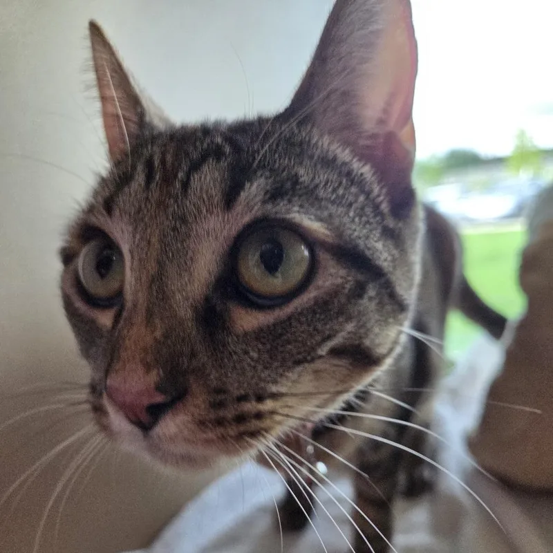 A young small-sized female Brown / Chocolate Domestic Short Hair cat named London for adoption in Leander, TX