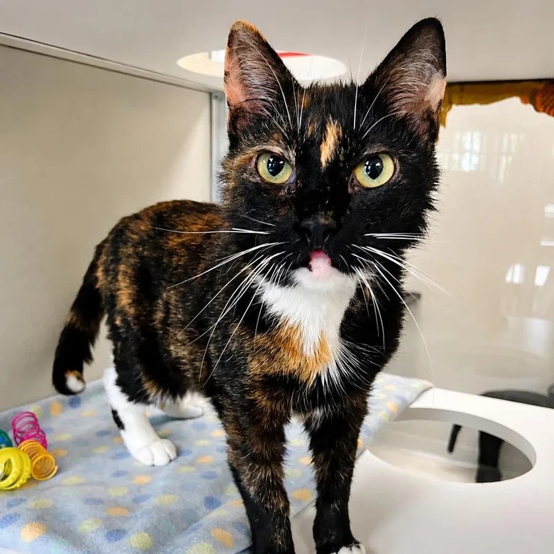 An adult medium-sized female Calico Domestic Short Hair cat named Gloria for adoption in Amsterdam, NY