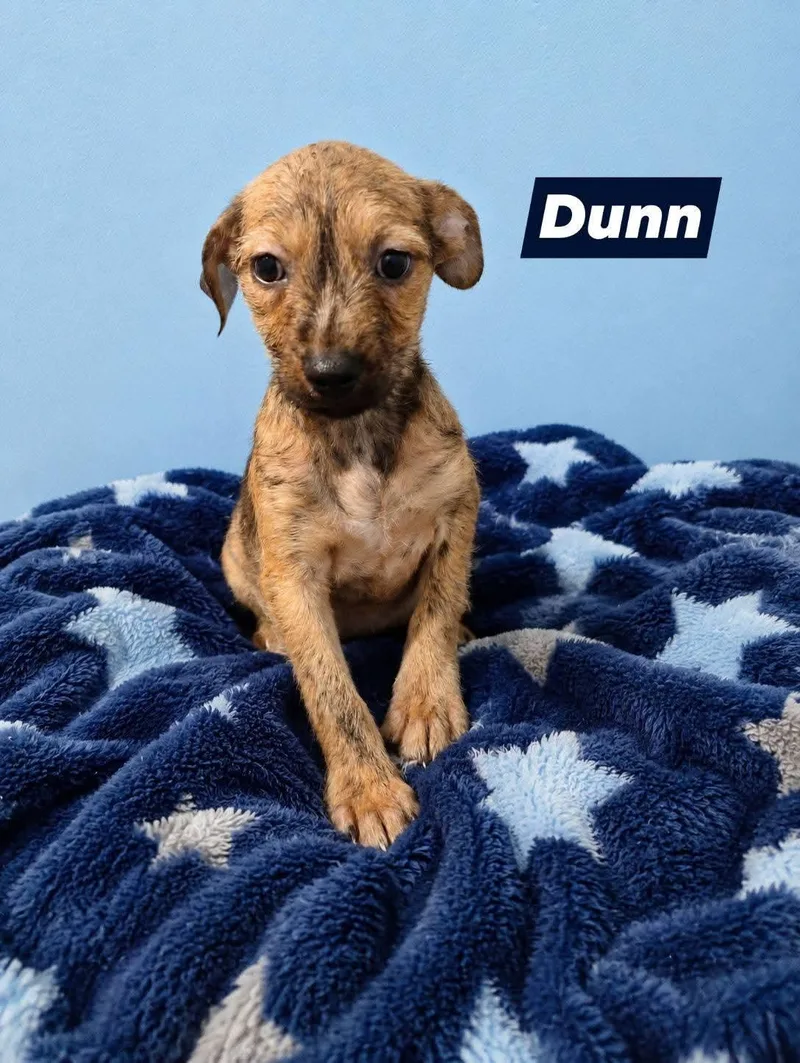 A baby small-sized male Cairn Terrier dog named Dunn for adoption in Winter haven, FL