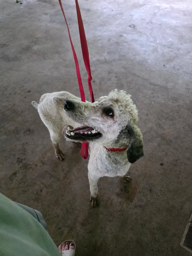 A young medium-sized male Golden Retriever dog named Angelo for adoption in Bradenton, FL