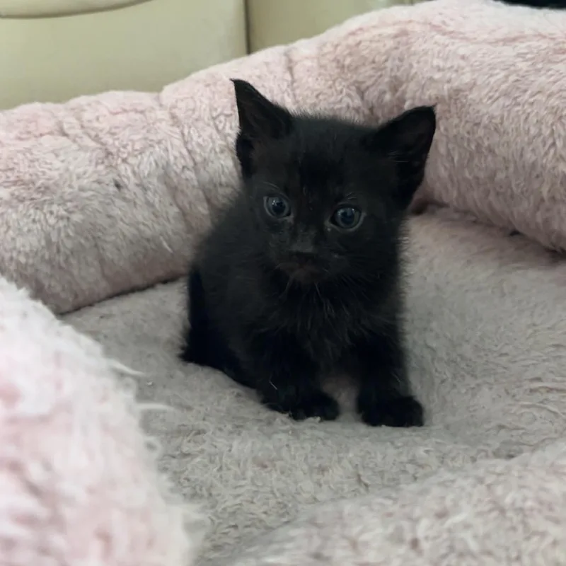 A baby small-sized female Gray / Blue / Silver Domestic Short Hair cat named Birria for adoption in Middle Village, NY