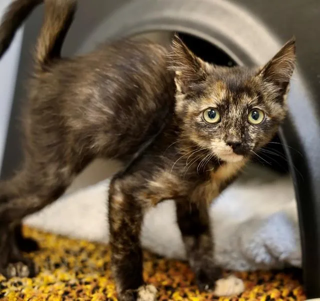 A baby small-sized female Domestic Short Hair cat named Cassie for adoption in San Luis Obispo, CA
