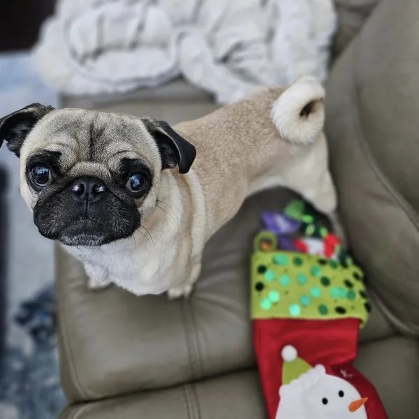A young small-sized male Yellow / Tan / Blond / Fawn Pug dog named Charlie for adoption in Alvin, TX