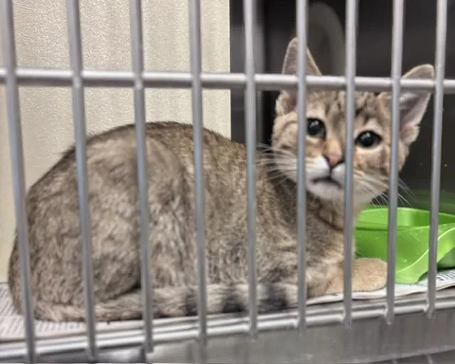A baby medium-sized male Domestic Short Hair cat named Snickers for adoption in Olathe, KS