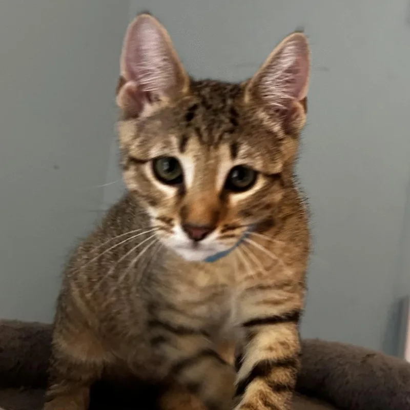 A baby small-sized male Domestic Short Hair cat named Meeno for adoption in Cumming, GA