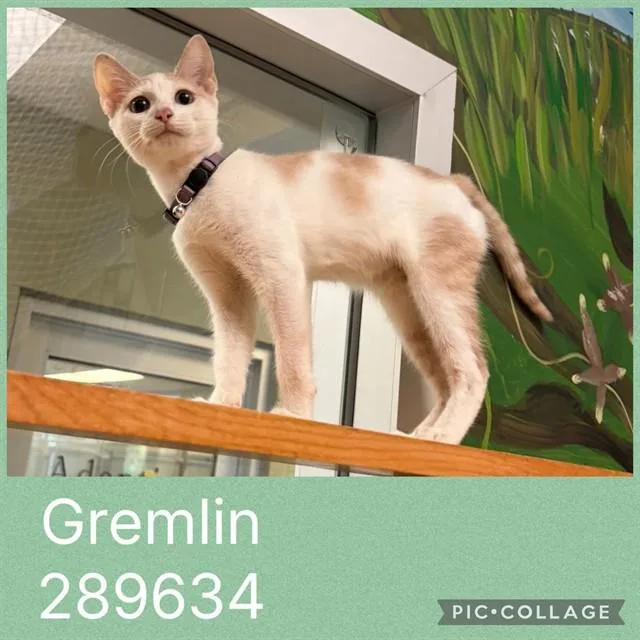 A baby small-sized male Domestic Short Hair cat named Gremlin for adoption in Macon, GA