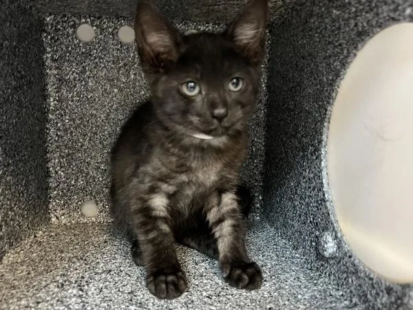 A baby small-sized male Domestic Short Hair cat named Braid for adoption in New York, NY