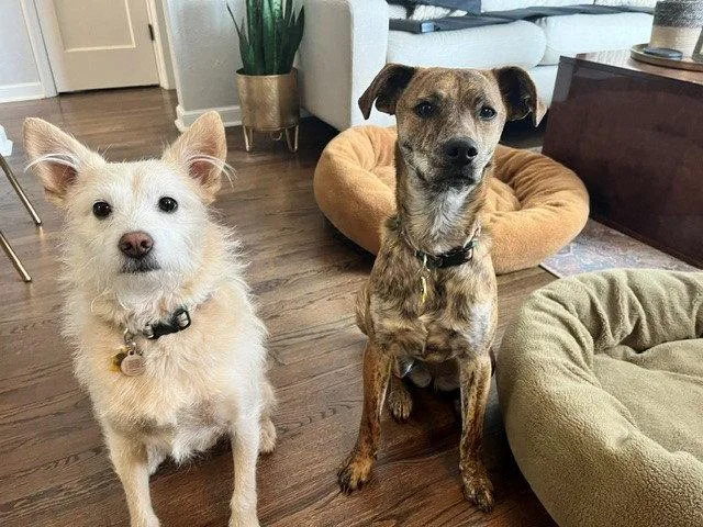 An adult medium-sized female Mixed Breed dog named Rosie for adoption in Aurora, CO