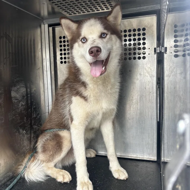 A young medium-sized male Husky dog named Glen for adoption in Birmingham, AL