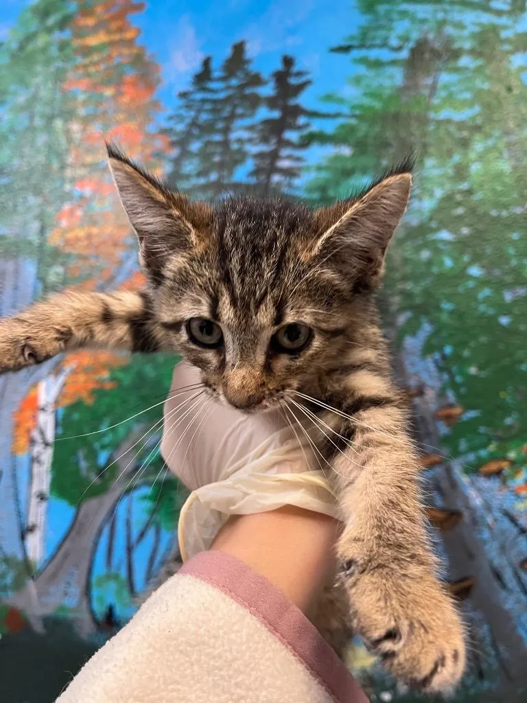 A baby medium-sized female Domestic Short Hair cat named Jayla for adoption in New Braunfels, TX