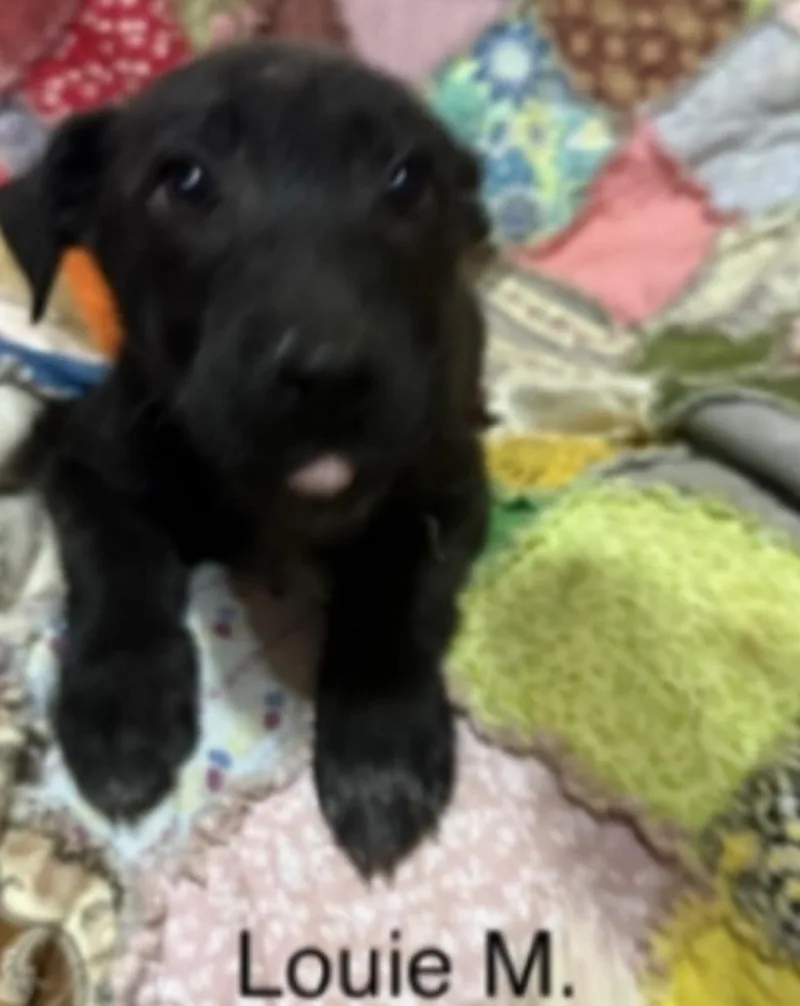 A baby large-sized male Black Labrador Retriever dog named Louie for adoption in Parma, OH