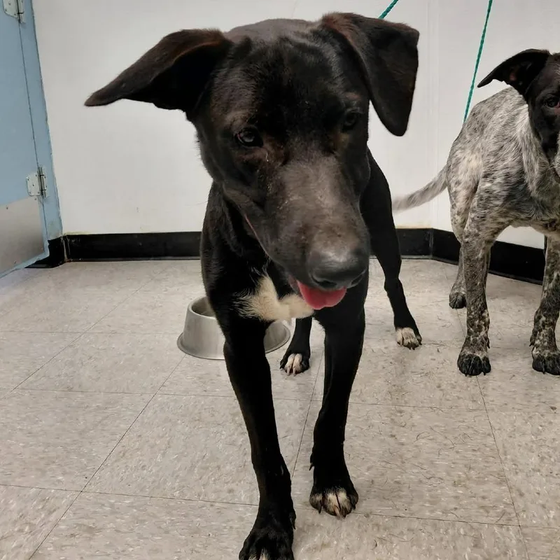 A young medium-sized male Labrador Retriever dog named Sailor for adoption in Bastrop, TX