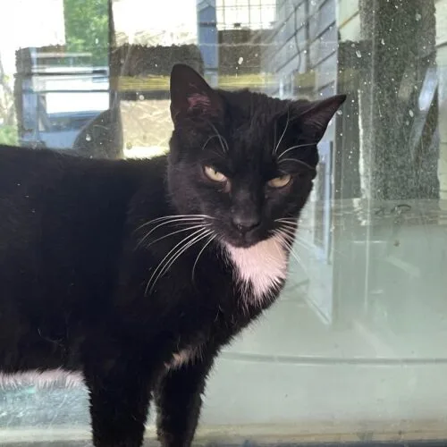 Stitches thumbnail 2