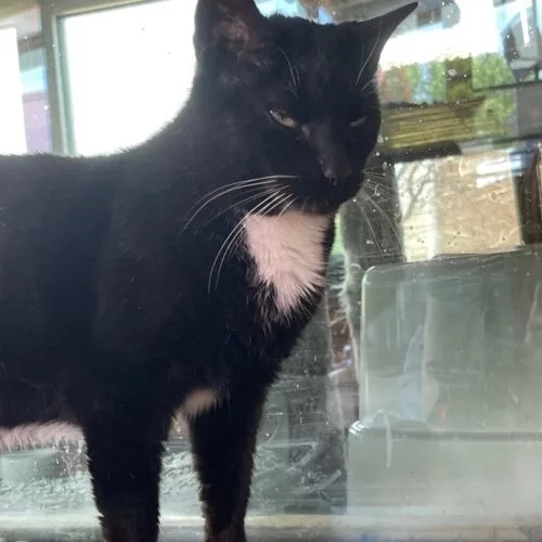 Stitches thumbnail 3