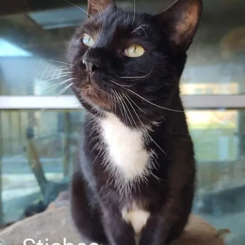 Stitches thumbnail 6