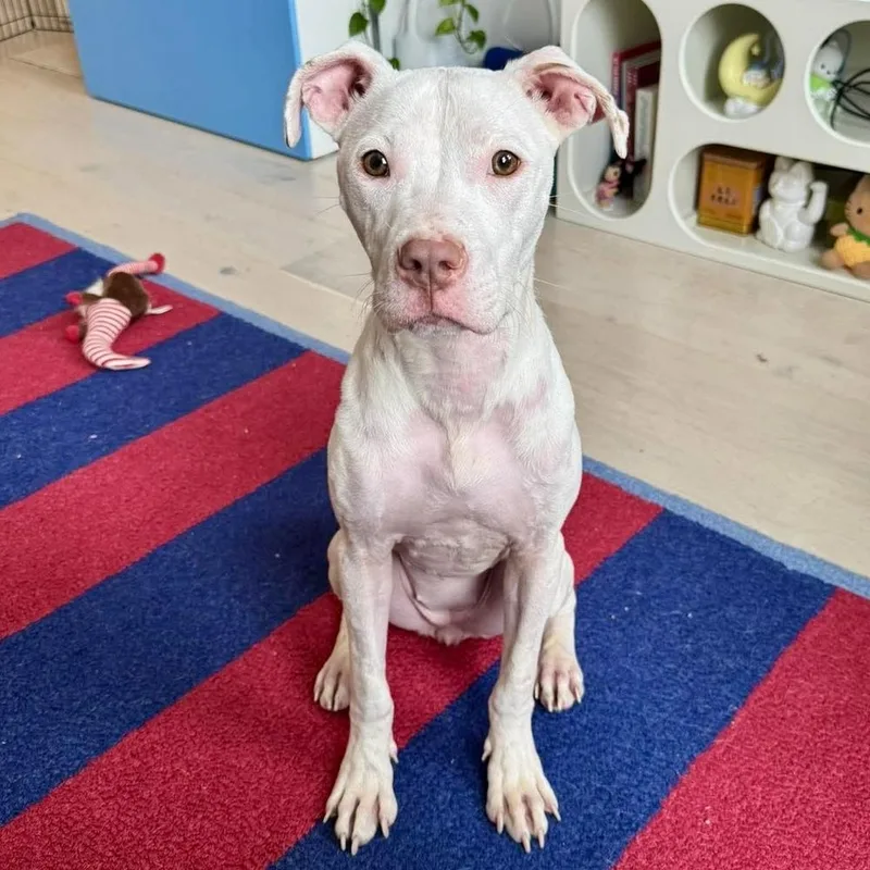 An adult medium-sized female White / Cream American Staffordshire Terrier dog named Solara for adoption in Long Island City, NY