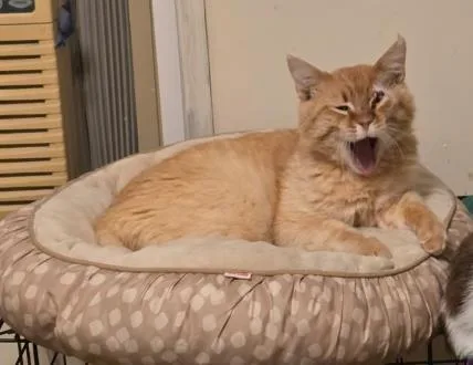An adult medium-sized male Domestic Short Hair cat named Pretzel Muffin for adoption in Lincoln, CA