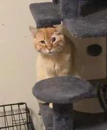 Pretzel Muffin thumbnail 2