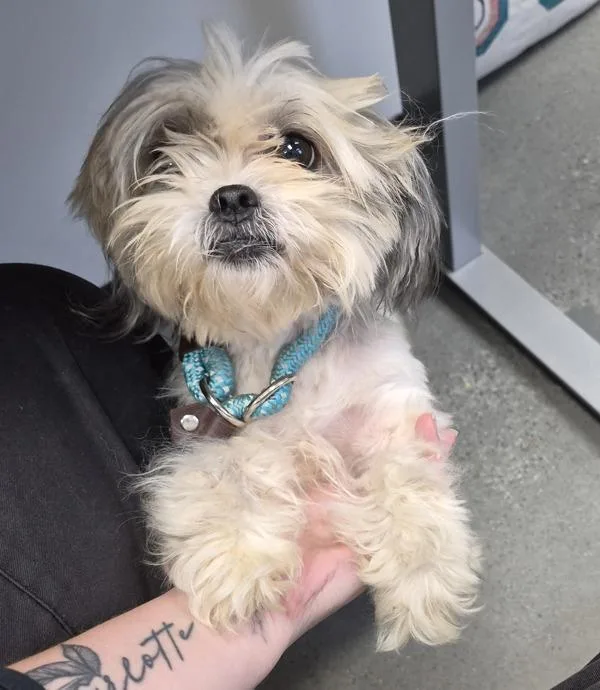 An adult small-sized female Maltese dog named Pen for adoption in Lawrenceville, GA